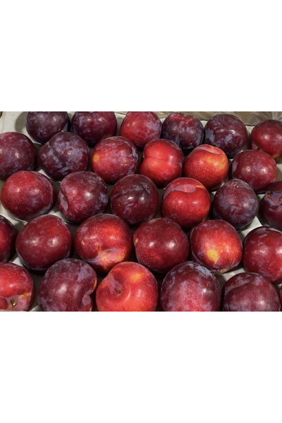 Слива Нектапріум